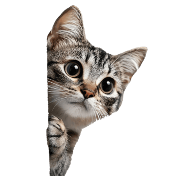 Logo da ONG de Adoção de Animais